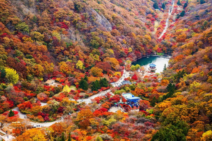 [KTX]대한민국 名品단풍 1번지 만산홍엽(滿山紅葉) 내장산 & 고창읍성